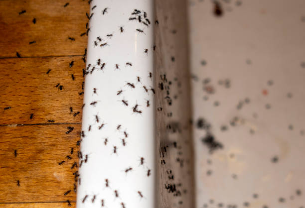Reliable South Gate, CA Pest Control Solutions