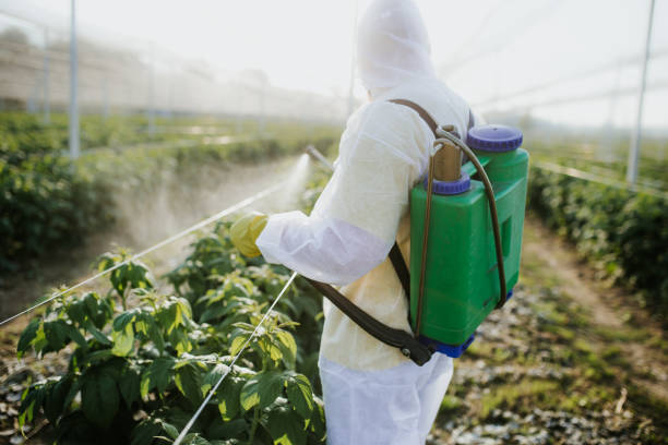 Best Local Pest Control Services  in South Gate, CA